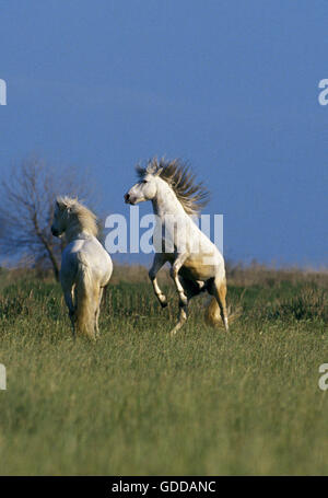 Cavalli Camargue, stalloni combattimenti Foto Stock