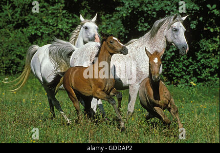 ARABIAN HORSE, giumente con puledri galoppo attraverso Prato Foto Stock