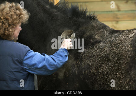 Donna con inglese cavallo purosangue, spazzolatura fango HORSE COAT CON SPAZZOLA GROOMING Foto Stock