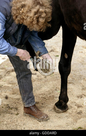 Donna con inglese cavallo purosangue, zoccolo di pulizia Foto Stock