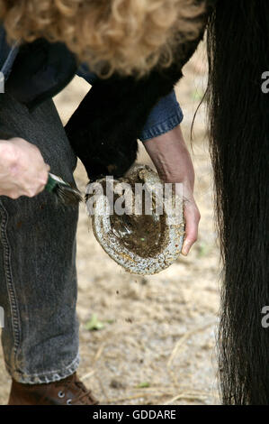 Donna con inglese cavallo purosangue, pulizia zoccolo, prendendo piede di cavallo Foto Stock