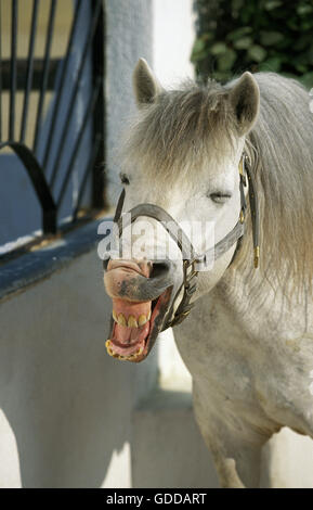 Cavalli Camargue in piedi nella casella allentati, Whinnying Foto Stock