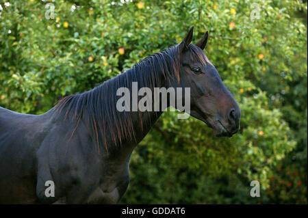 Inglese cavallo purosangue, ritratto di maschio Foto Stock