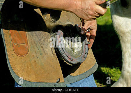 Fabbro con cavallo Percheron, colpendo chiodo in appena montato scarpa cavalli Foto Stock