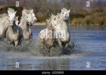 Cavalli Camargue, allevamento in palude, Saintes Marie de la Mer nel sud della Francia Foto Stock