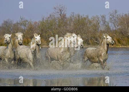 Cavalli Camargue, allevamento in palude, Saintes Marie de la Mer nel sud della Francia Foto Stock