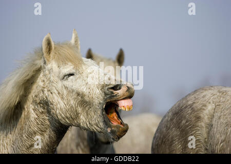 Cavalli Camargue, allevamento in palude, Saintes Marie de la Mer in Camargue nel sud della Francia Foto Stock