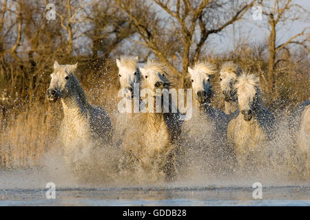 Cavalli Camargue, allevamento in palude, Saintes Marie de la Mer nel sud della Francia Foto Stock