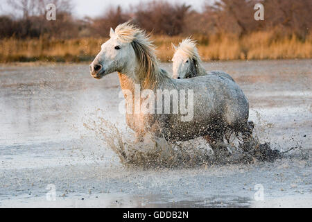 Cavalli Camargue, trotto attraverso la palude, Saintes Marie de la Mer in Camargue, nel sud della Francia Foto Stock