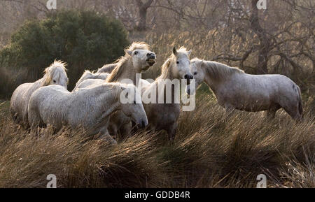 Cavalli Camargue, allevamento, SAINTES MARIE DE LA MER NEL SUD DELLA FRANCIA Foto Stock