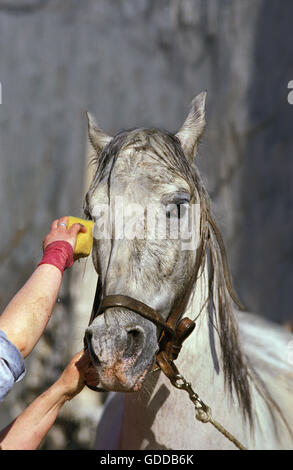 Donna lavando il suo cavallo Foto Stock