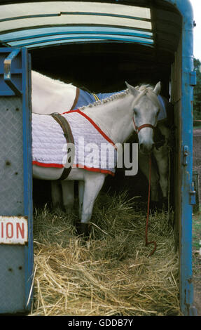 Cavalli in piedi nel Box per cavallo Foto Stock