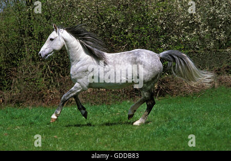 Cavallo andaluso, stallone al galoppo nel paddock Foto Stock