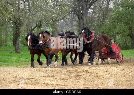 Cob Normand cavallo, un progetto di cavallo di razza in Normandia Foto Stock