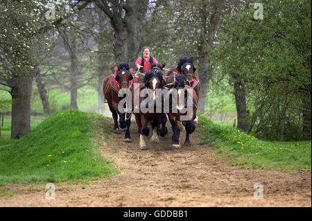 Imbrigliato Cob Normand progetto cavallo di razza francese Foto Stock