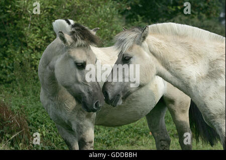 Fiordo norvegese cavallo Foto Stock