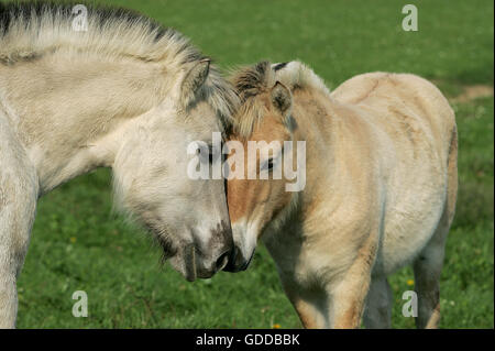 Fiordo norvegese cavallo, Mare con puledro Foto Stock