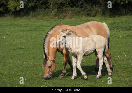 Fiordo norvegese cavallo, Mare e puledro Foto Stock