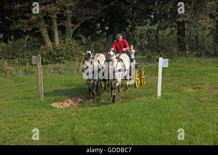 Fiordo norvegese cavallo, UOMO CON CARRELLO Foto Stock