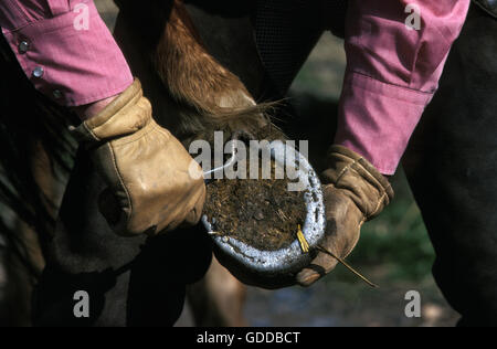 Donna con cavallo, pulizia zoccolo, prendendo piede di cavallo Foto Stock