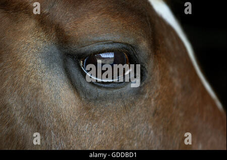 Testa di cavallo, close-up di occhio Foto Stock
