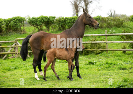 Akhal Teke, cavallo di razza dal Turkmenistan, il Mare con puledro Foto Stock