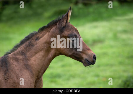 Akhal Teke, cavallo di razza dal Turkmenistan, puledro Foto Stock