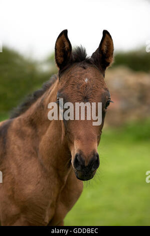 Akhal Teke, cavallo di razza dal Turkmenistan, Ritratto di puledro Foto Stock