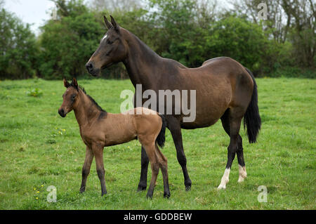 Akhal Teke, cavallo di razza dal Turkmenistan, il Mare con puledro Foto Stock