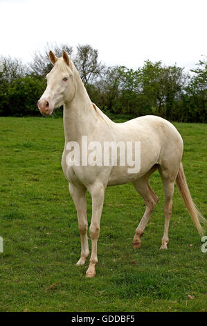 AKHAL TEKE, un cavallo dal Turkmenistan Foto Stock