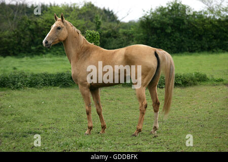 Akhal Teke, cavallo di razza dal Turkmenistan, Mare Foto Stock