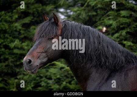 Puro Cavallo Spagnolo o PRE, Ritratto di adulto Foto Stock