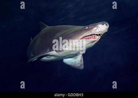 Tigre di sabbia o di squalo grigio squalo nutrice, Carcharias taurus Foto Stock