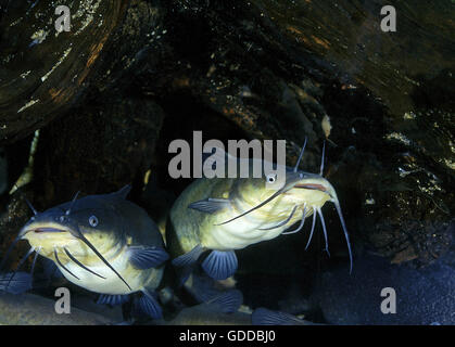 Nero paratia, Ictalurus melas Foto Stock