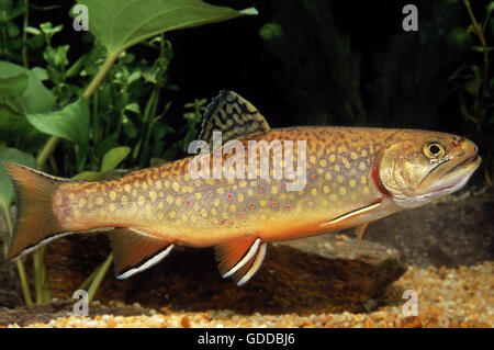 Trota di fiume, Salvelinus fontinalis Foto Stock