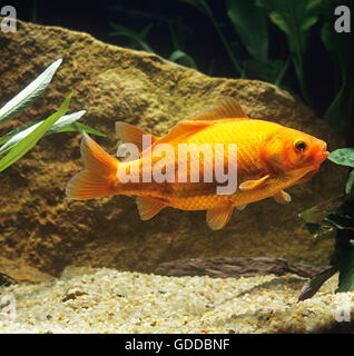 Goldish, Carassius auratus, pesci di acquario Foto Stock