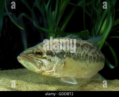 Grande Bocca Bass o black bass, micropterus salmoides Foto Stock