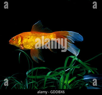 COMET GOLDFISH Carassius auratus, adulti Foto Stock