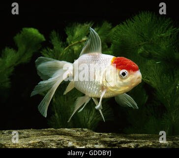 Oranda Goldfish, Carassius auratus Foto Stock