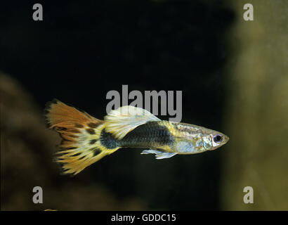 Guppy, poecilia reticulata Foto Stock