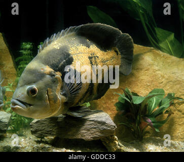 Tiger pesce Oscar, Astronotus ocellatus Foto Stock