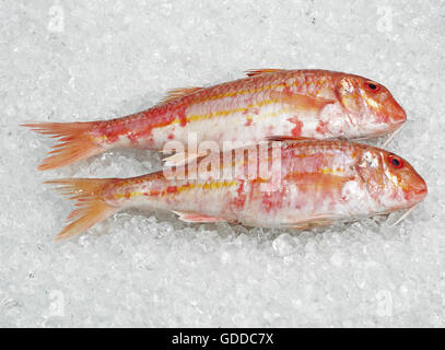 Fresh triglia di scoglio o triglia di fango, Mullus surmuletus, pesci su ghiaccio Foto Stock