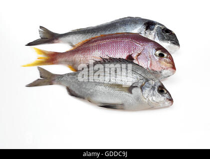 Abramide del Mar Rosso, Pagellus bogaraveo, Grigio Orate, spondyliosoma cantharus e orata, Sparus auratus, pesce fresco contro uno sfondo bianco Foto Stock