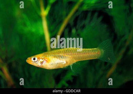 Pesce di zanzara, Gambusia affinis Foto Stock