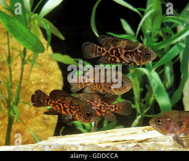 Tiger pesce Oscar, Astronotus ocellatus, pesci di acquario Foto Stock