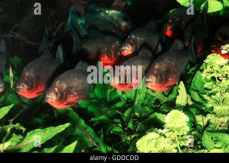 Ventre ROSSO PIRANHA nattereri pygocentrus, gruppo nuoto attraverso piante acquatiche Foto Stock