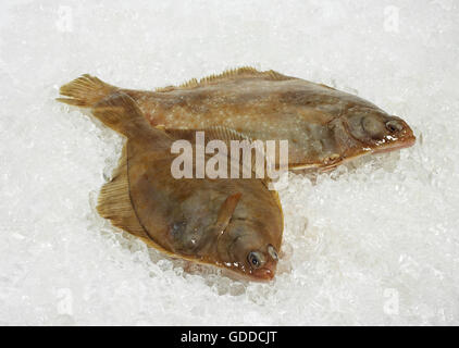 FRESH Rombo liscio Scophthalmus rhombus SU GHIACCIO Foto Stock