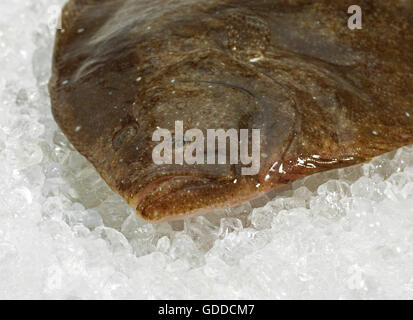 FRESH Rombo liscio Scophthalmus rhombus SU GHIACCIO Foto Stock