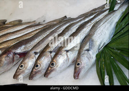 Nasello di piccole dimensioni, pollachius sp., pesce fresco su ghiaccio in stallo di pesce Foto Stock