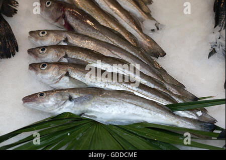 Nasello di piccole dimensioni, pollachius sp., pesce fresco su ghiaccio in stallo di pesce Foto Stock